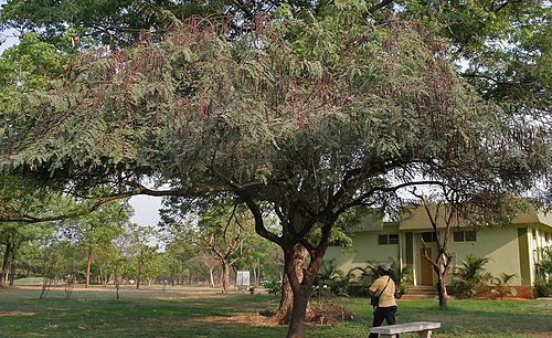 cassia roxburghii